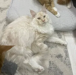 Котенок мейн-кун