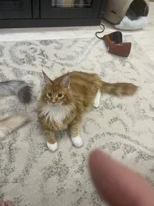 Котенок мейн-кун