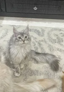 Котенок мейн-кун