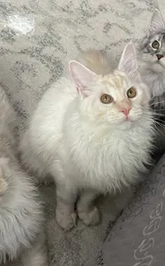 Котенок мейн-кун