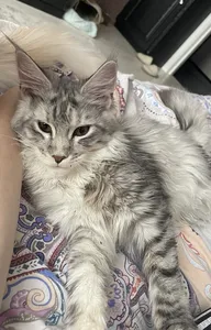 Maine Coon kitten
