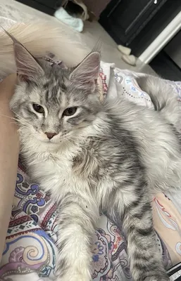 Maine Coon kitten