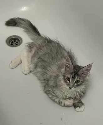 Maine Coon kitten
