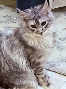 Котенок мейн-кун