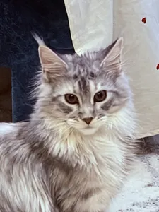 Котенок мейн-кун