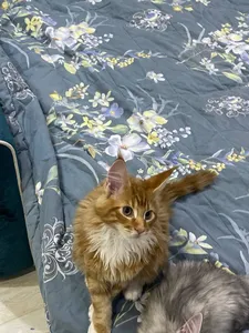 Котенок мейн-кун