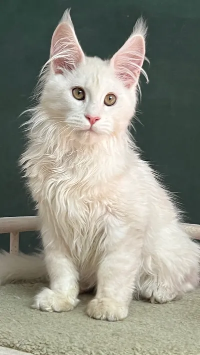 Maine Coon kitten