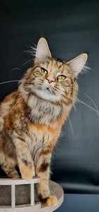 Коко