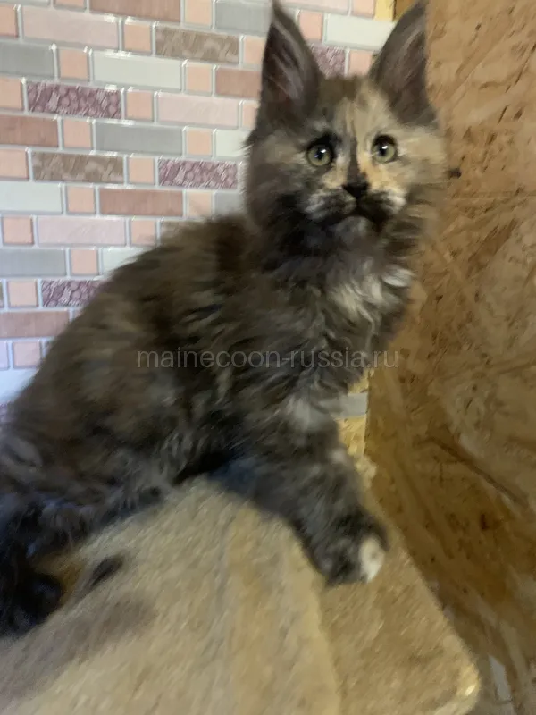 Maine Coon kitten Tortie smoke MCO fs Girl