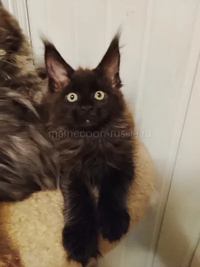 Луиза — Maine Coon kitten, Black MCO n