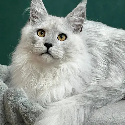 Котенок мейн-кун