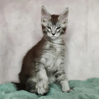 Котенок мейн-кун