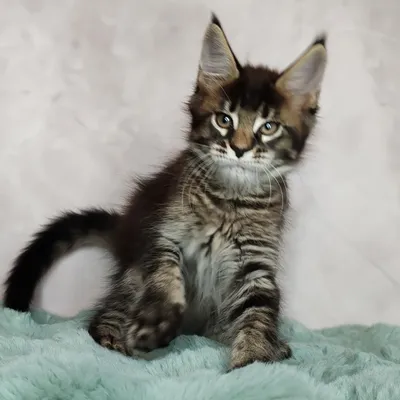 Котенок мейн-кун