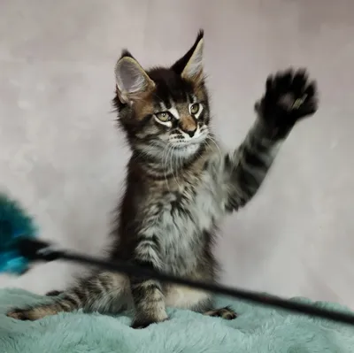 Котенок мейн-кун