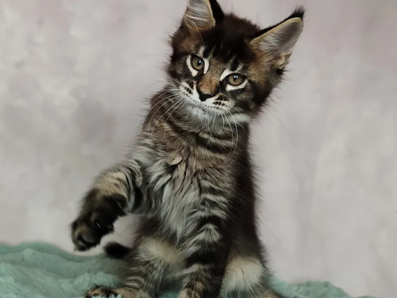 Котенок мейн-кун Черный с  тикингом MCO n 25 Мальчик