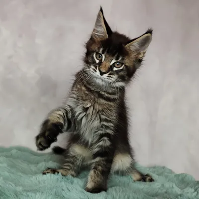 Котенок мейн-кун