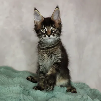 Котенок мейн-кун