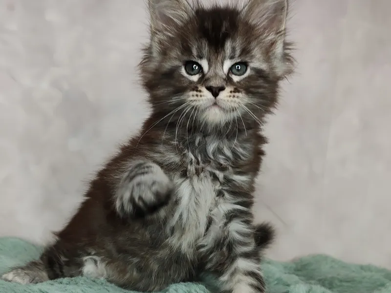 Maine Coon kitten Черный серебрянный мраморный MCO ns 22 Girl
