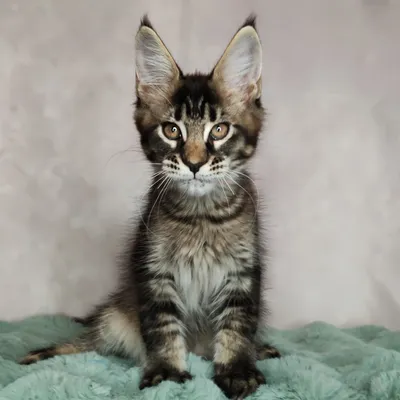 Котенок мейн-кун