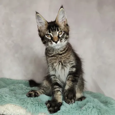 Котенок мейн-кун