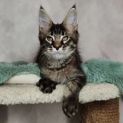 Котенок мейн-кун