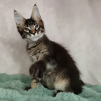Котенок мейн-кун