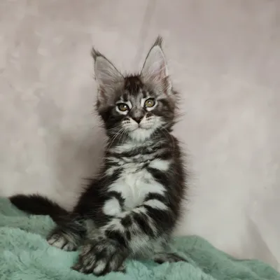 Котенок мейн-кун