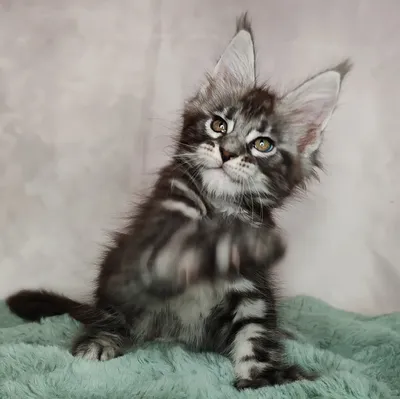 Котенок мейн-кун