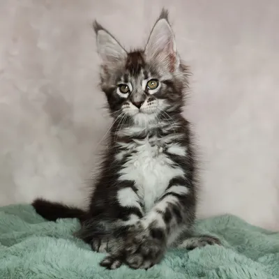 Котенок мейн-кун