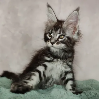Котенок мейн-кун
