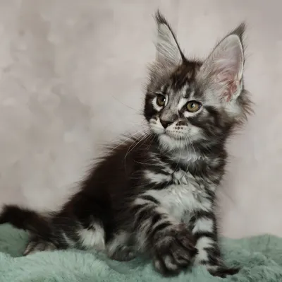 Котенок мейн-кун