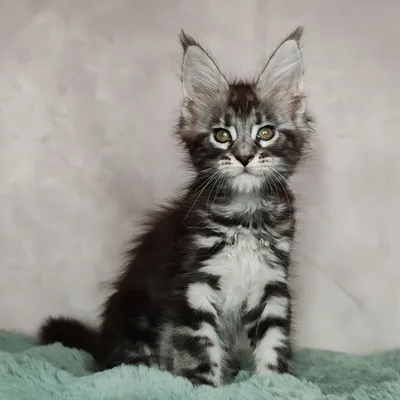 Котенок мейн-кун