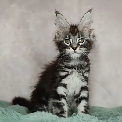 Котенок мейн-кун