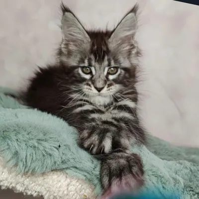 Котенок мейн-кун