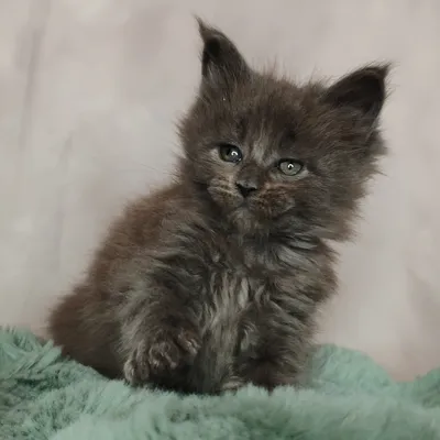 Котенок мейн-кун