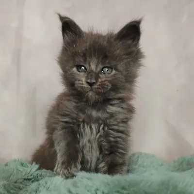 Котенок мейн-кун
