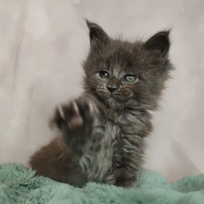 Котенок мейн-кун