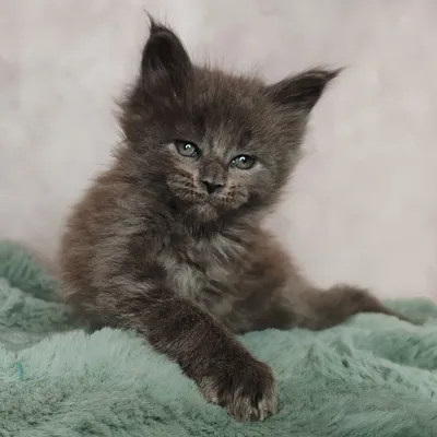 Котенок мейн-кун