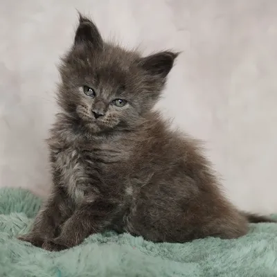 Котенок мейн-кун