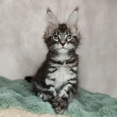 Котенок мейн-кун