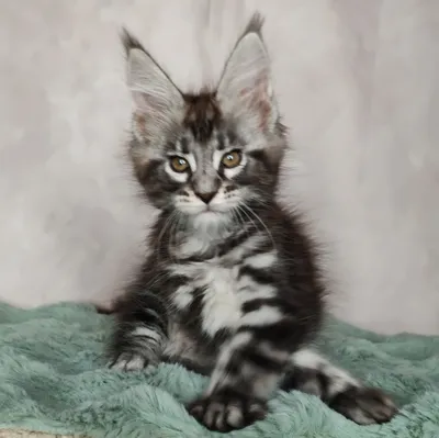 Котенок мейн-кун