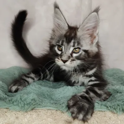 Котенок мейн-кун