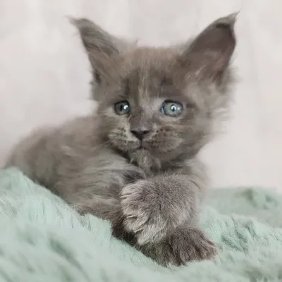Котенок мейн-кун