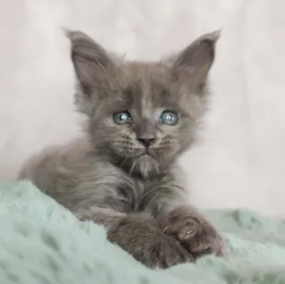 Котенок мейн-кун