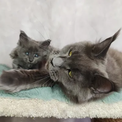 Котенок мейн-кун