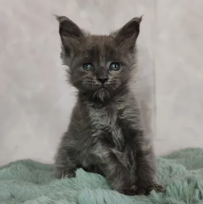 Котенок мейн-кун