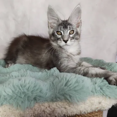 Maine Coon kitten