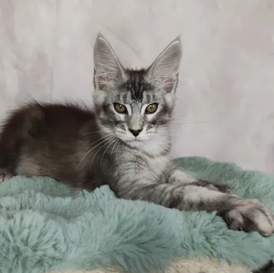 Maine Coon kitten
