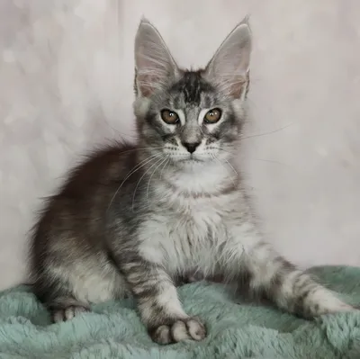 Maine Coon kitten