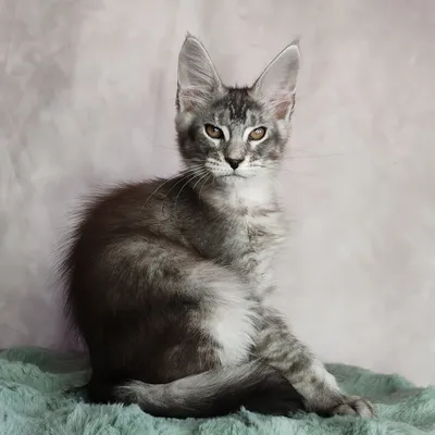Maine Coon kitten